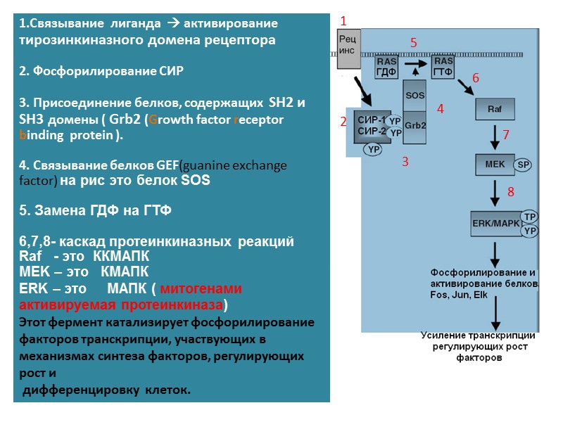 1.Связывание  лиганда   активирование   тирозинкиназного домена рецептора  2. Фосфорилирование